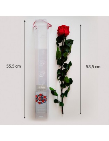ROSA PRESERVADA UNITARIA 1112