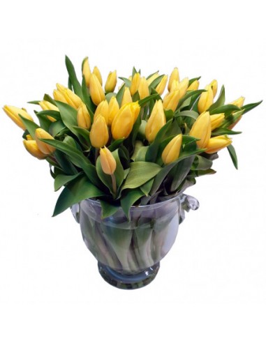 YELLOW TULIPS