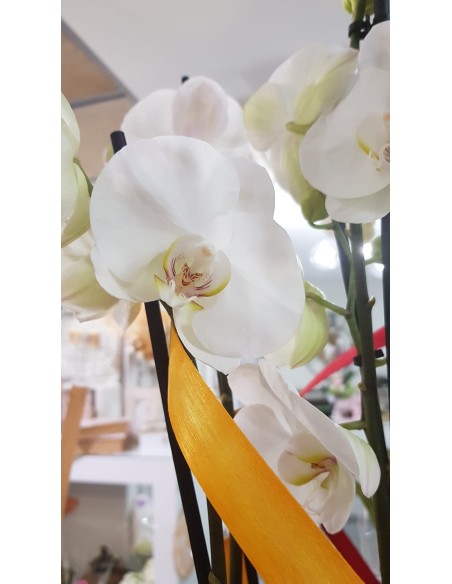 🌷 Orquídea - Phalaenopsis de tres varas | Menta Floristas | Floristería en Lugo