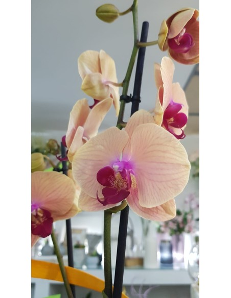 🌷 Orquídea - Phalaenopsis de tres varas | Menta Floristas | Floristería en Lugo