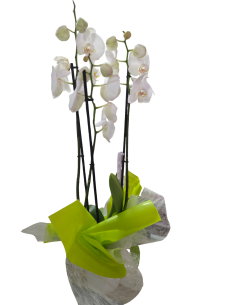 Orquídea Blanca Decorada tres varas