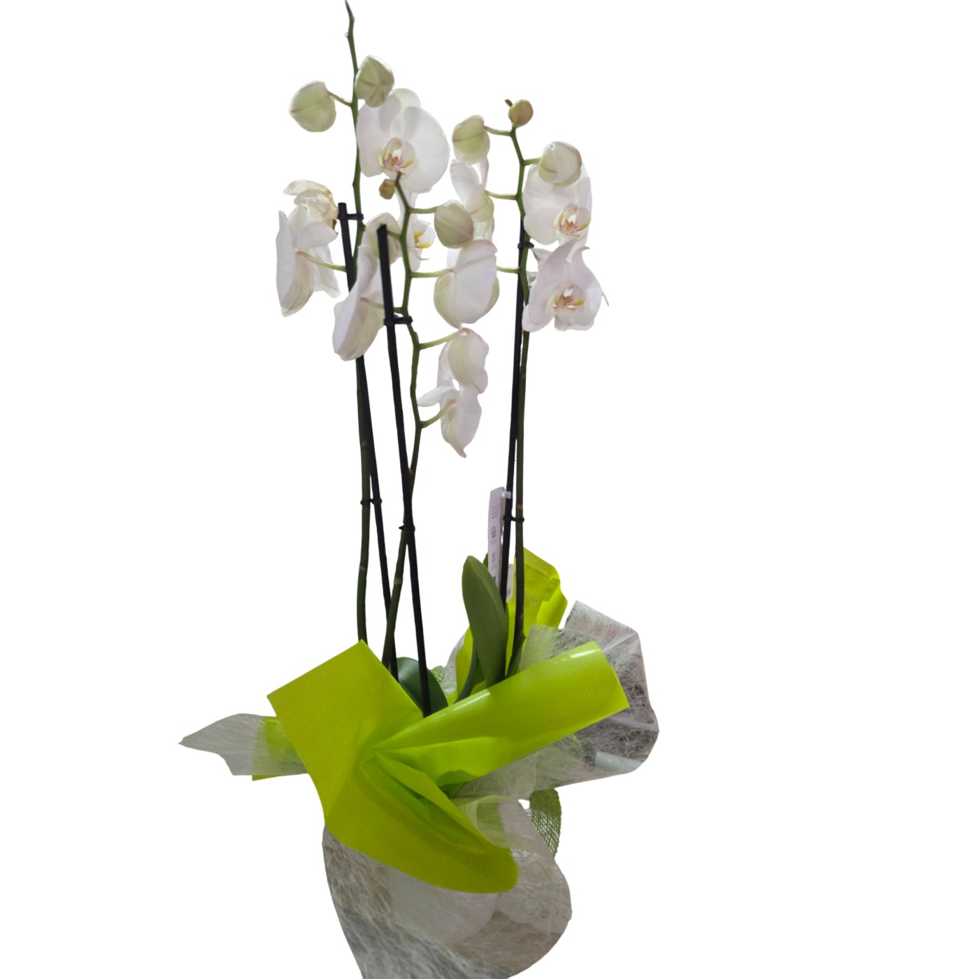 Orquídea Blanca Decorada tres varas